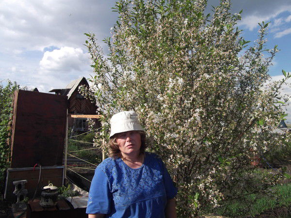 Елена Сохарева