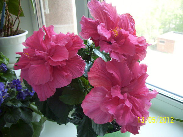 Екатерина Бодеева