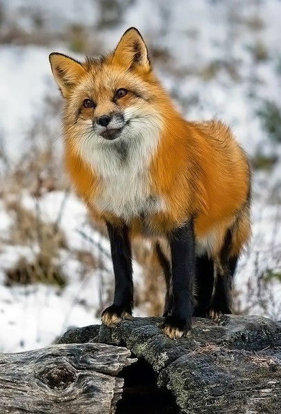 Светлана Куприянова