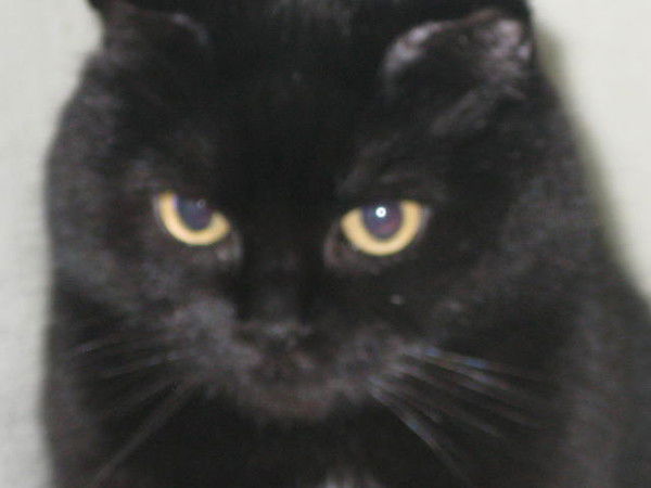 Анна Анипченко