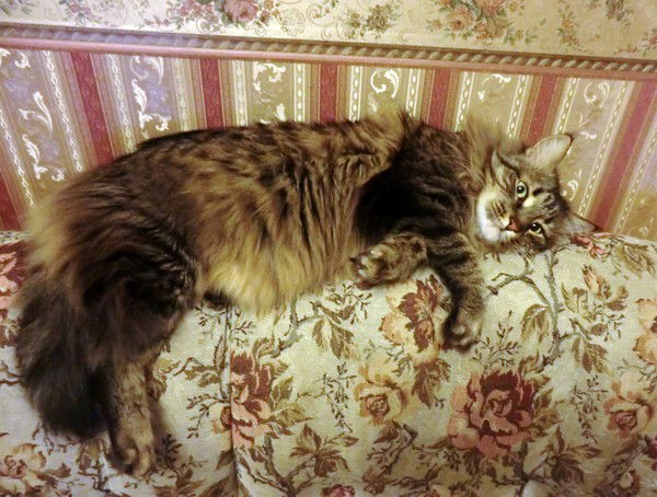 Маргарита "))