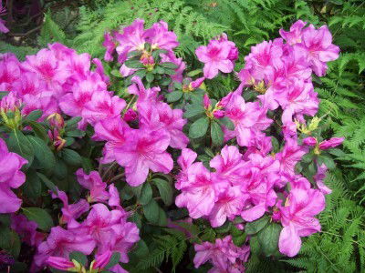 Алла Забродская