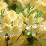 Оксана Комова