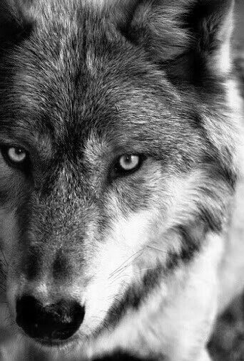 Алекс Алекс