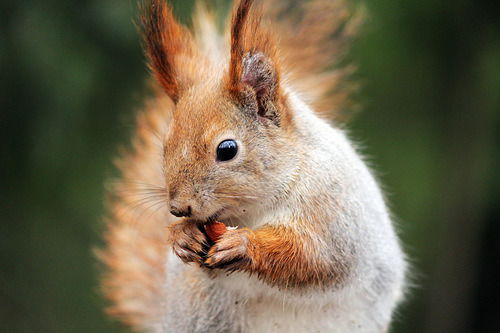 Ульяна Особливец