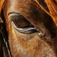 Люси Горкова