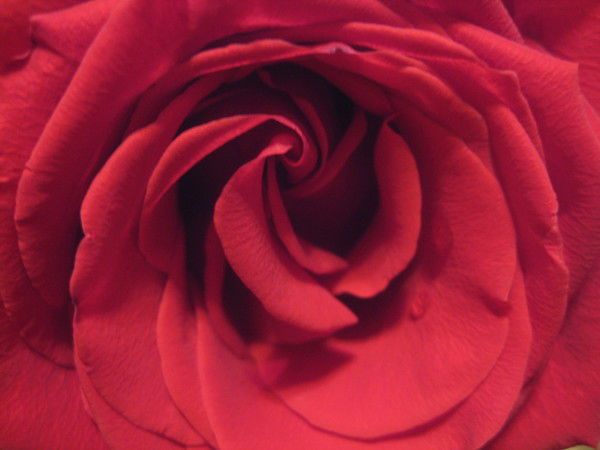 Светлана Якшина