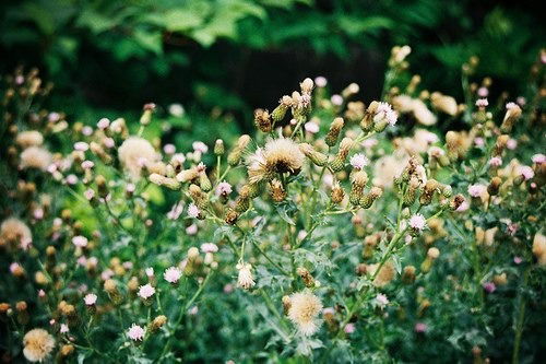 Тори Хамелеон