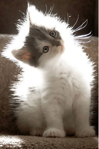 Александр Терехов