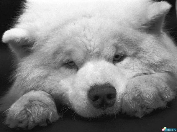 Нурик Усеинов