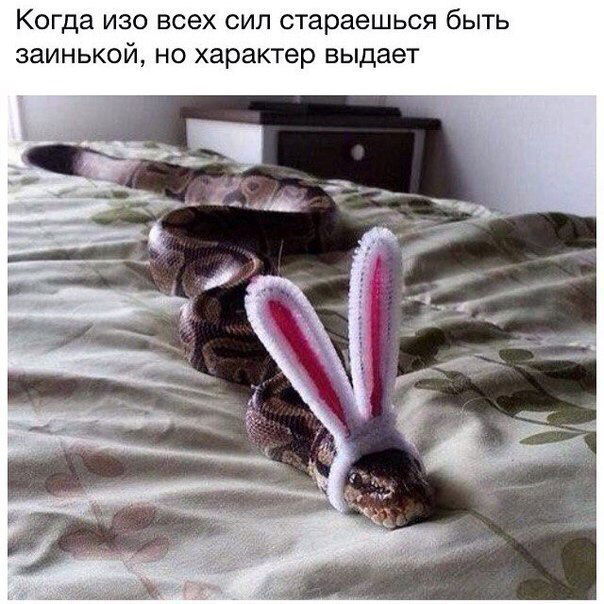 Ксения