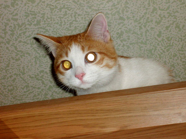 Ирина Белова