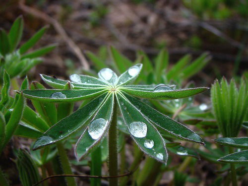 Ирина Пермякова