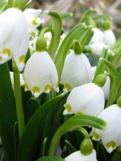 Дина Нурмухаммедкызы