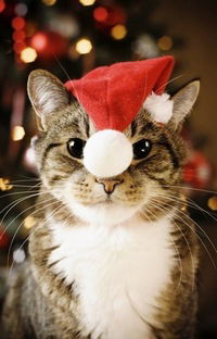 Линар Низаев