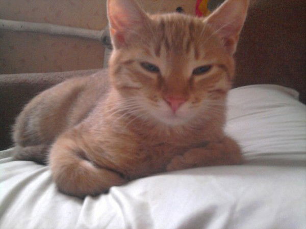 Татьяна Синенко