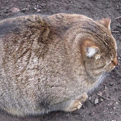 Андрей Замякин