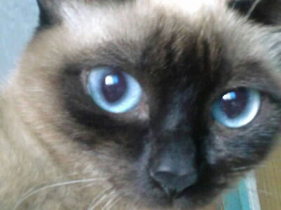 Валентина Коваленко