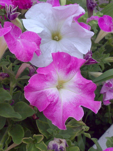 Инна Лебедева