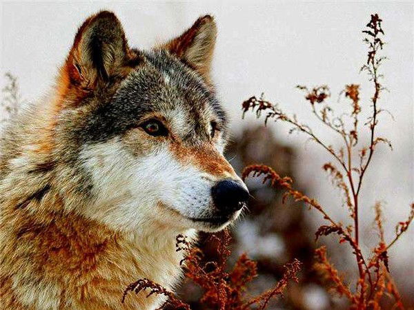 Александр Бойко