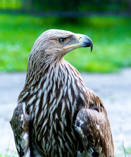 Олег Балуев