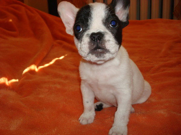 Олег Олегович