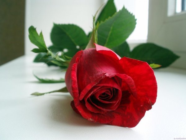 Вика Григоровская