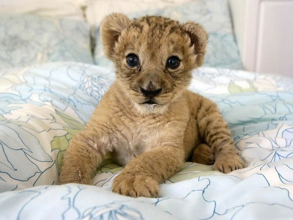 Юрий Сергеев