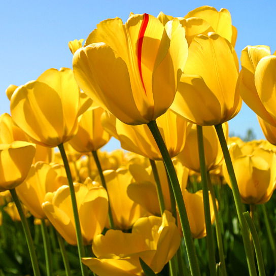 Валентина Федорова