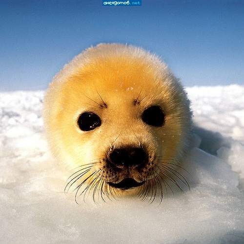 Инна Козлова