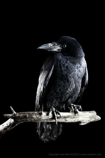 Александр Никитин