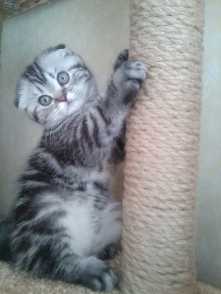 Игровые Комплексы Леопольд