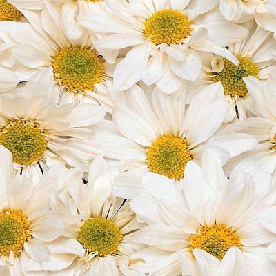 Алина Кудлаева