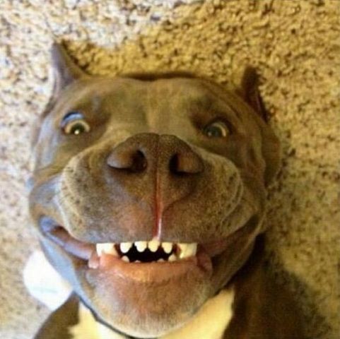 Рыжий Крайслер