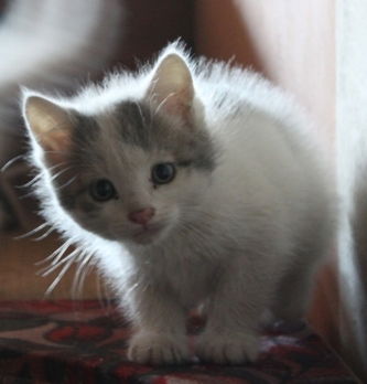 Василий Котовский