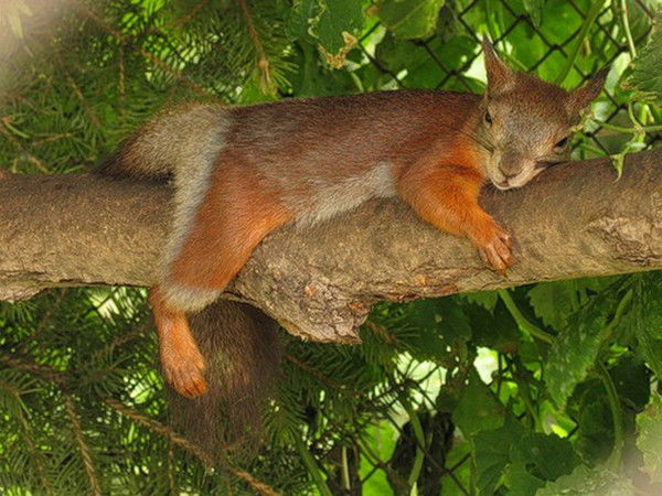 Наталья Киреева