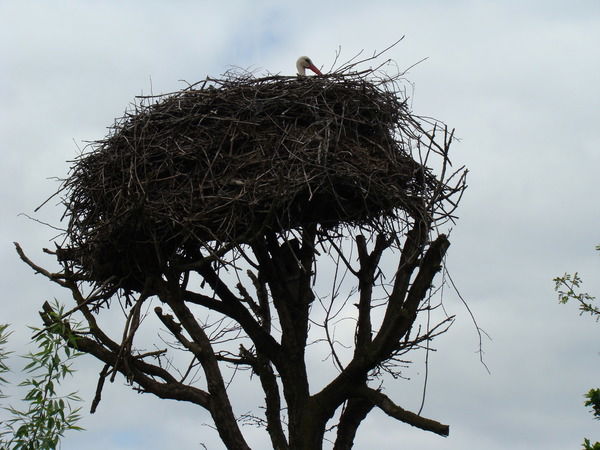 Александр Прилепа