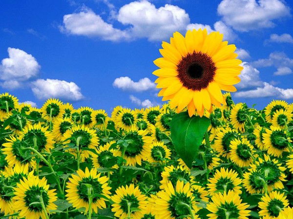 Юлия Мецлер