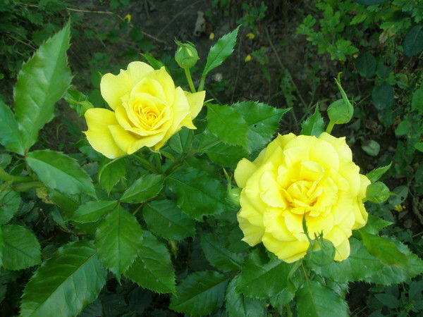 Елена Иванова