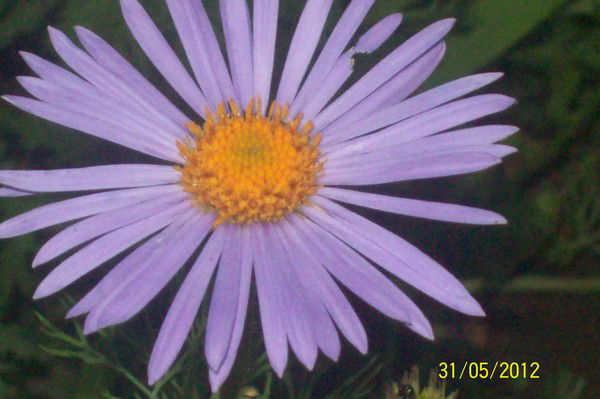 Наталья Романова