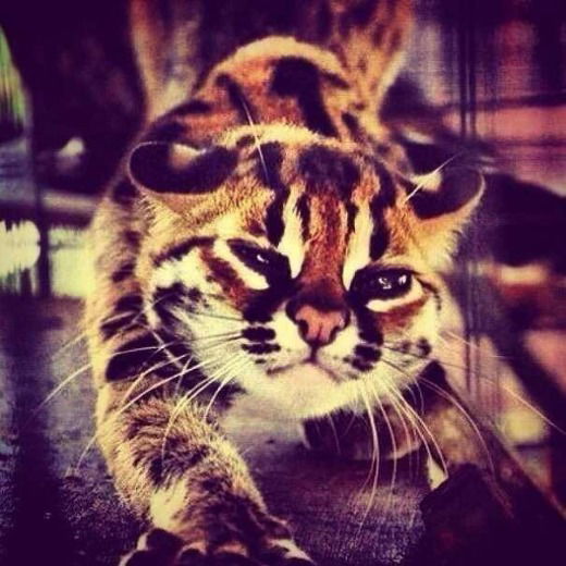 Агата Секретик