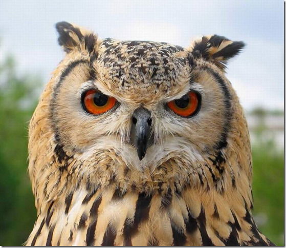 Александр Шаранов