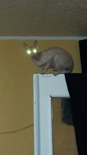 Дмитрий Таратута