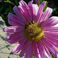 Айша Амангельдыева