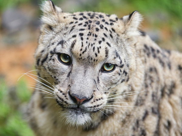 Серый Днепровский