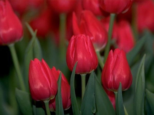 Людмила Марченко