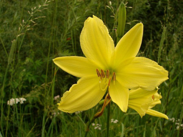 Нина Титкова