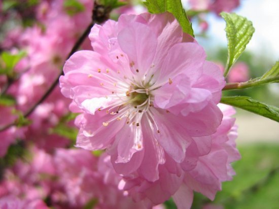 Светланка ****