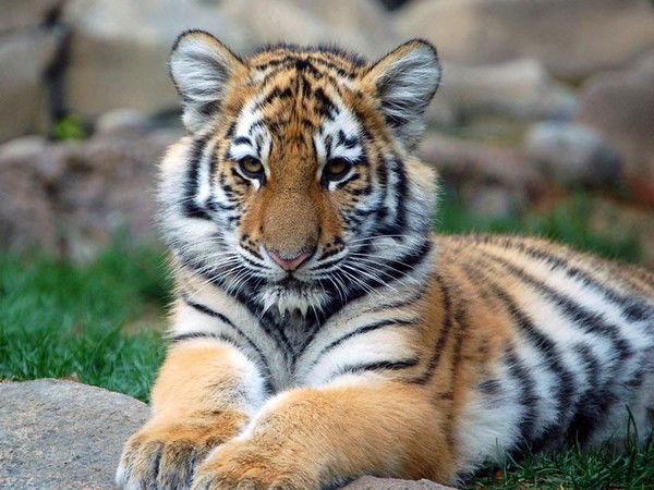 Никто Никто