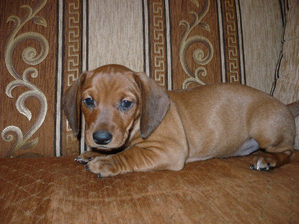 Оксана Носова